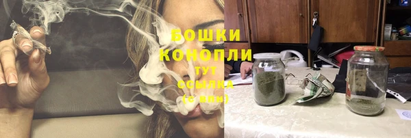 прущие грибы Вязьма