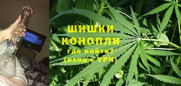 прущие грибы Вязьма